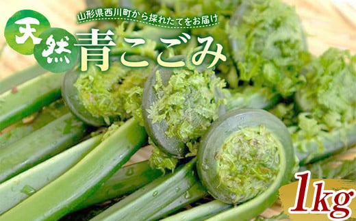 
FYN9-777 《先行予約》『山菜ときのこの里西川町』 山里の春の香り 天然青こごみ 1kg こごみ
