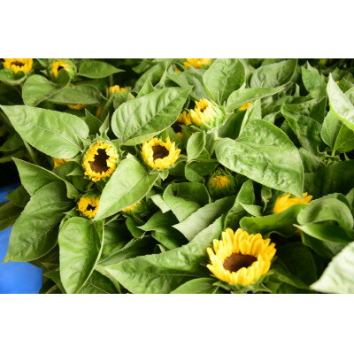 【ふるさと納税】【2026年発送】ひまわり(切り花3種類)合計30本【配送不可地域：離島】【1677537】