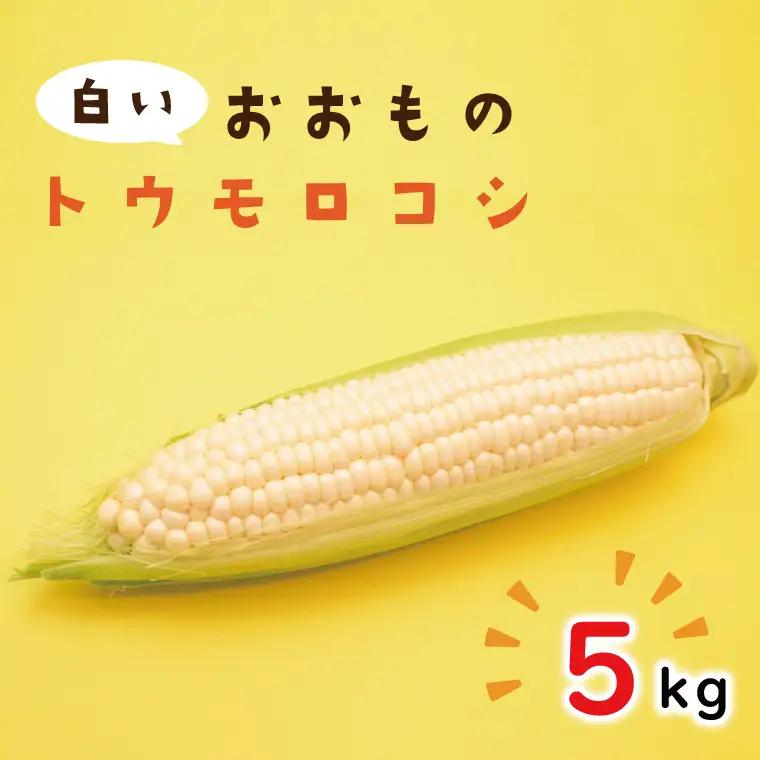 【6月下旬より発送】数量限定 白いおおもの(トウモロコシ)5kg （AY-6）