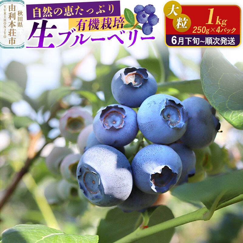 《先行受付》田口農園 秋田県産 大粒 ブルーベリー 生 合計1kg（250g×4パック）【6月下旬から順次発送】 [ブルーベリー 有機栽培 生 新鮮 安心 安全 大粒 甘い あまい おいしい 美味い 秋田県 由利本荘市 田口農園]