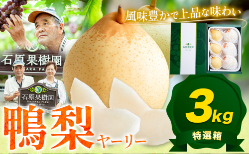 【先行予約】梨 なし 鴨梨 ヤーリー 梨 特選箱 3kg (5～10玉入り) 石原果樹園《2026年11月中旬-12月下旬頃より発送予定》岡山県 浅口市 果物 フルーツ お取り寄せ お取り寄せフルーツ 送料無料