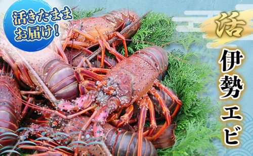 水産 活伊勢海老 4～8匹 活きたままお届け 海鮮 刺身 毎年10月～翌年5月中旬出荷予定