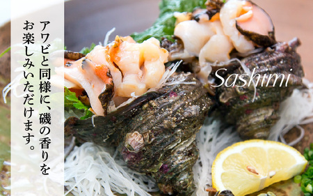 【先行予約】天然 黒アワビ 中サイズ 1個 ＆ 活サザエ 1.1kg 【2026年7月より順次発送予定】素潜り 活 黒あわび サザエ [m17-b006_07]