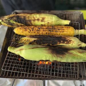 とうもろこし 8本 黄色 とうもろこし とうもろこし とうもろこし とうもろこし とうもろこし とうもろこし