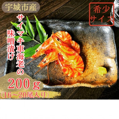【超希少】車海老の味噌漬け 計200g (16～20尾)殻が薄く食べやすく濃厚な小さいサイズの車えび【配送不可地域：離島】【1495267】