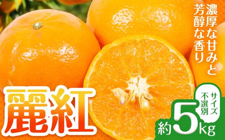 みかん 麗紅 5kg 麗紅