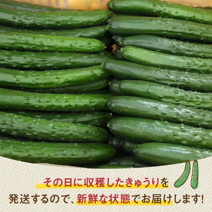 新鮮きゅうり 約5kg /株式会社 y's company（utsu和ya）[UDX002]きゅうり
