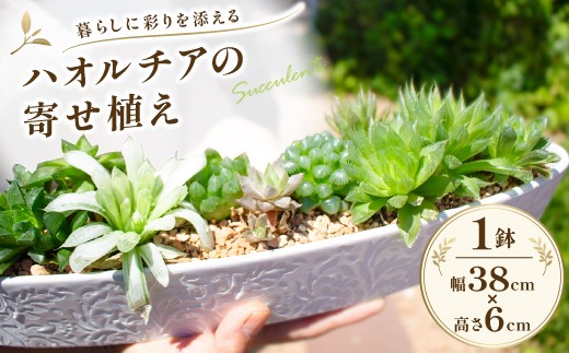 
                  ハオルチアの寄せ植え 1鉢（幅38cm×高さ6cm）【国産 多肉植物 鉢植え】
                