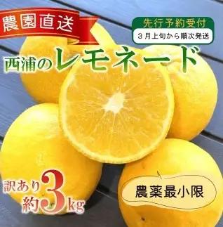 【訳あり】レモネード 3kg 西浦 レモネード レモン 木負観光みかん園