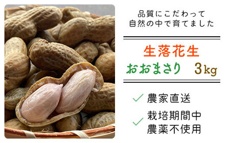 【先行予約・新豆 】【栽培期間中農薬不使用】千葉県産 大粒 農家直送！「生落花生」おおまさり３kg　【 ふるさと納税 人気 おすすめ ランキング 皮付き 殻付き ピーナッツ ピーナツ 落花生 千葉県 