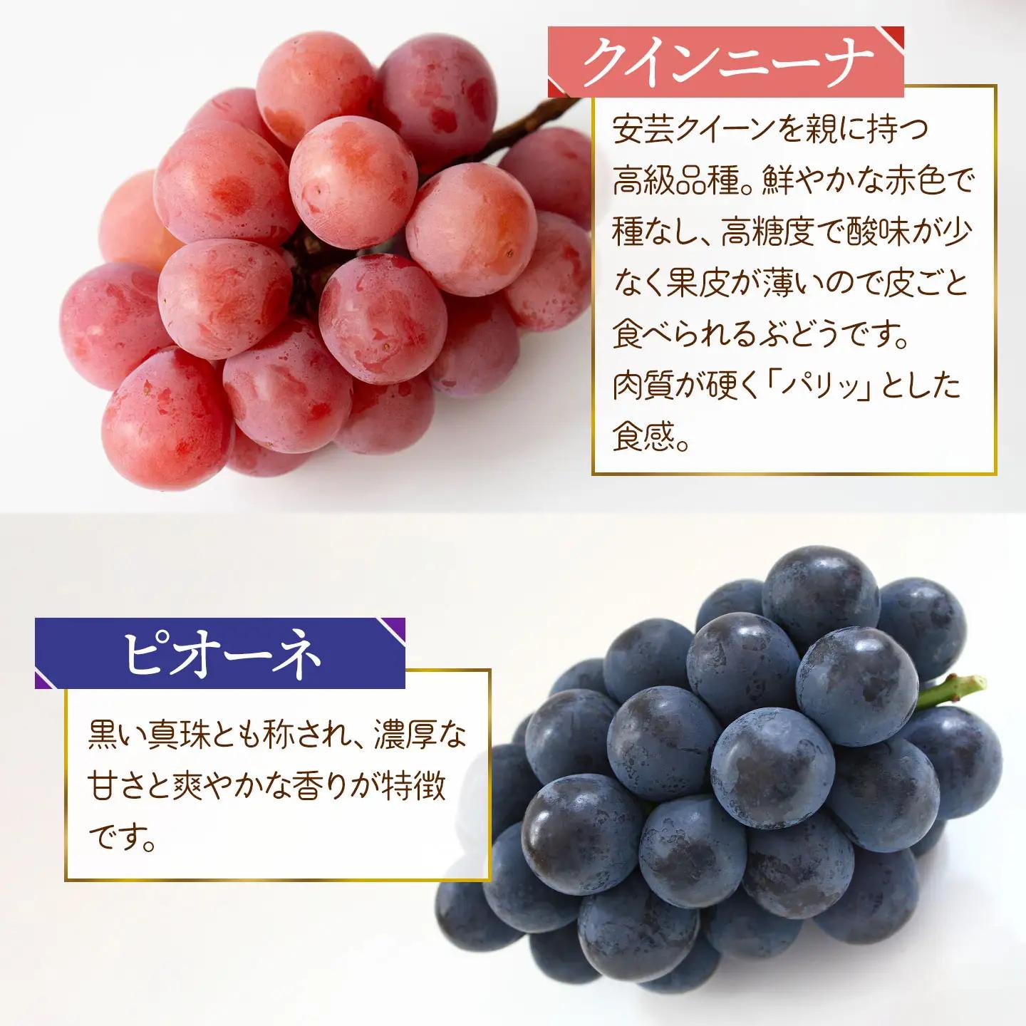 【令和8年産先行予約】 ぶどう詰め合わせ（品種おまかせ） 2kg（3～4房）　山形県鶴岡市　鶴岡中央青果　| ぶどう ブドウ 葡萄 果物 くだもの フルーツ 食べ比べ 2キロ 旬 期間限定 2026年