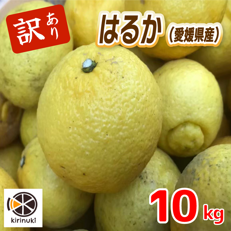 【2027年1月中旬頃から順次発送】 訳あり はるか 10キロ | みかん ミカン 蜜柑 柑橘  愛媛県産 甘い 愛媛みかん フレッシュ おいしい フルーツ 規格外 わけあり 産地直送 果物 数量限定 国産 くだもの 愛媛県 松山市