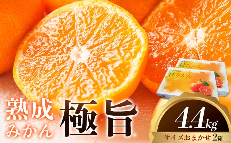 ＜先行予約＞ 熟成みかん『極旨』2箱 廣畠農園《2月初旬-2月末頃出荷予定》徳島県 佐那河内村 みかん ミカン 蜜柑 柑橘 箱入り 化粧箱 フルーツ 果物 くだもの 贈答 【配送不可地域あり】※離島---sanagouchi_hhn_4_2hk---