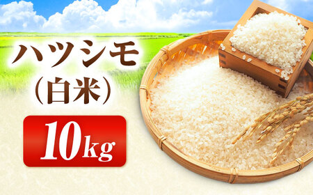 【令和6年度産】岐阜県産米ハツシモ10kg 米 米 米　岐阜市 / 藍川ファーム[ANHI002]