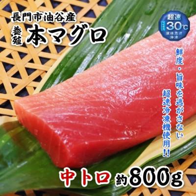 ふるさと納税 長門市 油谷産養殖本マグロ　中トロ柵　800g(1347)