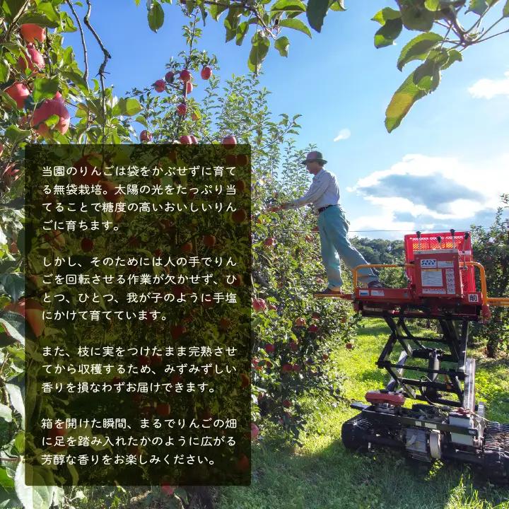 りんご《2026年10月以降順次発送》羽山のりんご 中生おまかせL～2Lサイズ3kg りんご リンゴ 果物 フルーツ【斎藤りんご園】