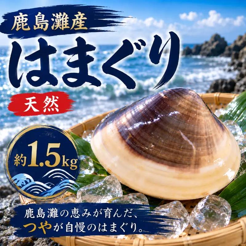 はまぐり 鹿島灘産 約1.5kg 砂抜き 蛤