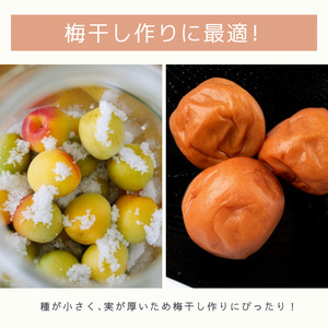 南高梅 青梅 約3kg (＋保証100g)【訳あり】 サイズ不揃い カキエモン農園【BX-kkem012】