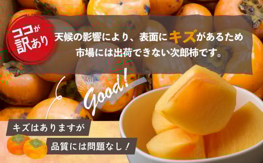 【令和7年産柿/先行予約】《 訳あり 》5㎏ 次郎柿 たねなし 柿 かき フルーツ 家庭用 訳あり 規格外 わけあり 不揃い ふぞろい 種なし 干し柿 先行 先行予約 三重県 多気町 GF-17