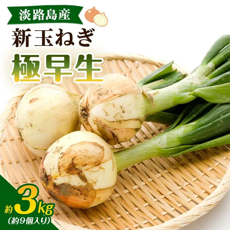 新玉ねぎ 極早生 3kg うしろ農園 甘い 新玉ねぎ