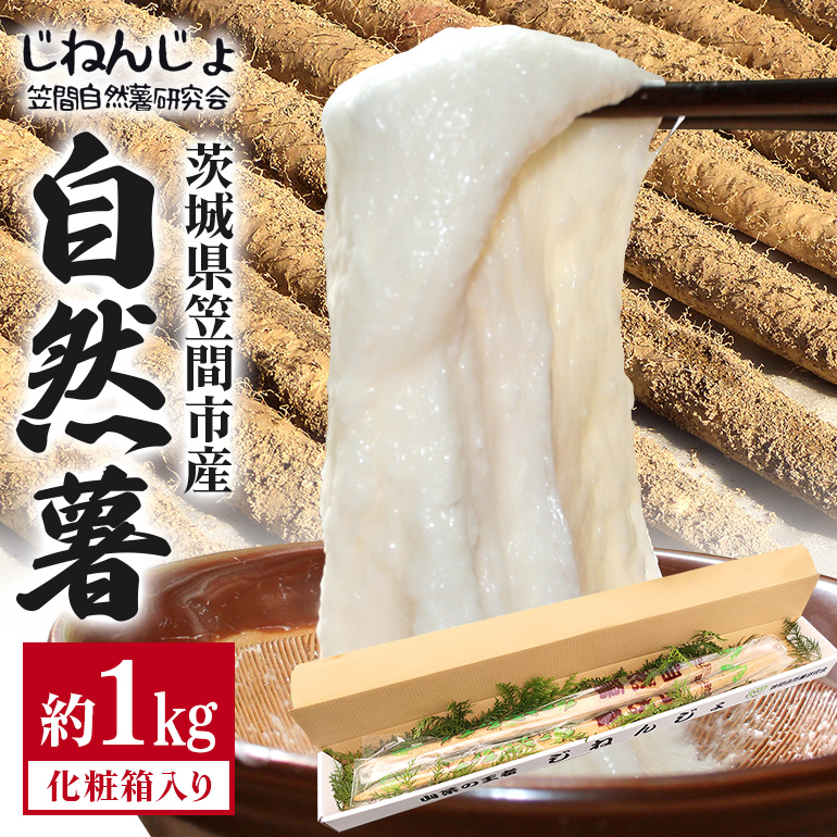 笠間自然薯研究会の自然薯 約1kg 自然薯 長芋 山芋 とろろ とろろご飯 野菜 ねばねば 健康食品 美容効果 笠間市産 茨城県産 栄養たっぷり ギフトに最適 新鮮 国内生産 高級根菜 美容 健康 美味しい 産地直送  滋養強壮