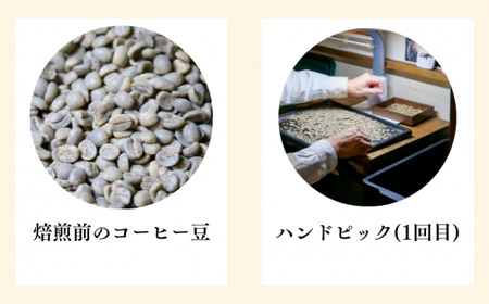 コーヒー豆 スターターセット コーヒー豆