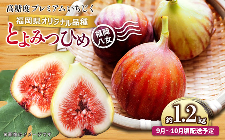 【先行受付】【2026年9月～10月頃順次発送】福岡県オリジナル品種 高糖度プレミアムいちじく 「とよみつひめ」約1.2kg 072-195