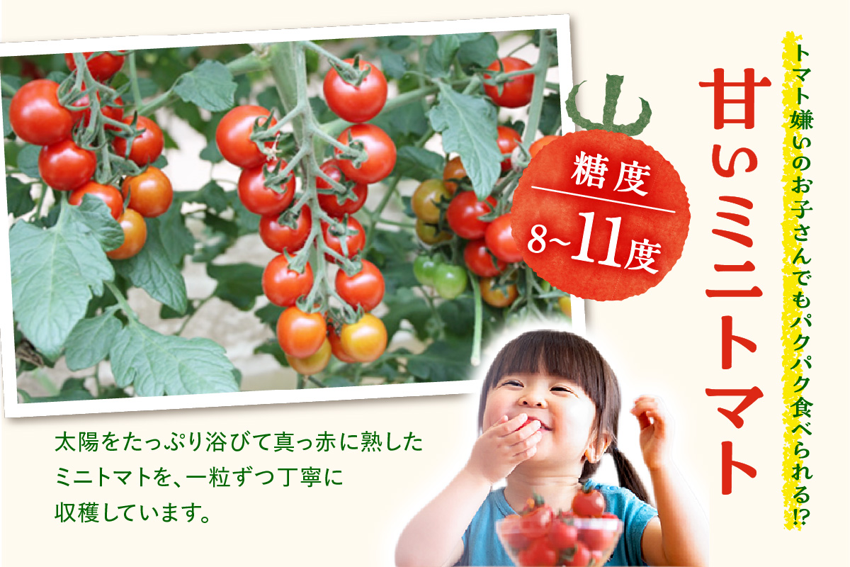 農園直送 つぶより ミニトマト 2kg入り│トマト プチトマト 甘い 野菜 産地直送 愛知県 東浦町