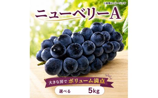 【 先行予約 】 ぶどう ニューベリーA 5kg 《 2026年 8月 上旬 ～ 順次発送 》フルーツ ぶどう 葡萄 期間限定 旬 産地直送 農家直送 産直 贈答 家庭用 ギフト 中内農園 ぶどう 直売所 徳島県 阿波市