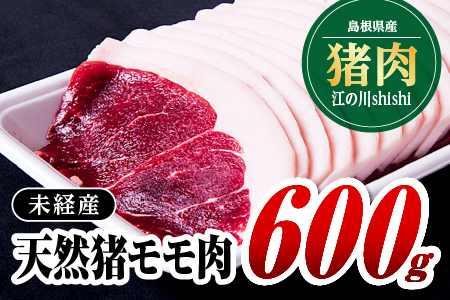 江の川shishi 未経産 猪肉 600g いのしし肉 イノシシ肉 モモ肉 ジビエ メス