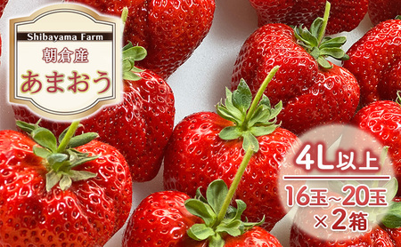 いちご 朝倉市産 あまおう 4L以上 16玉～20玉×2箱 いちご イチゴ