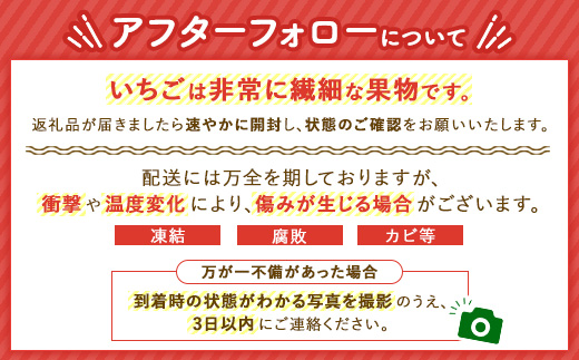 朝摘み完熟『とちあいか』 栃木のイチゴ　大粒　280g以上×2P | いちご イチゴ 苺 栃木県 果物 フルーツ 甘い 酸味 さっぱり 完熟 ※2027年1月～発送