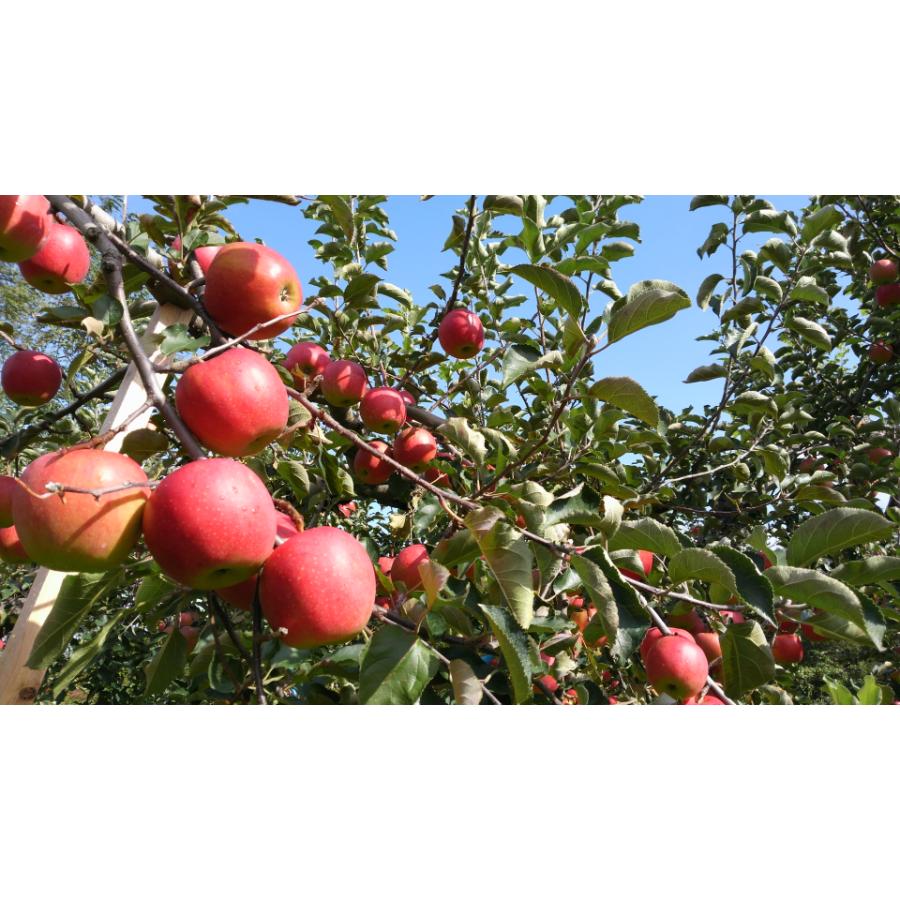 ＜A-FACTORYシードル工房＞アオモリシードル2本セットスイート520ml×1本、ドライ520ml×1本