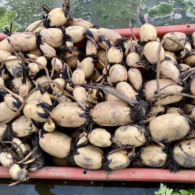 【鮮度抜群!茨城県かすみがうら市産】無洗泥付き 霞ヶ浦れんこん2kg 産地厳選【配送不可地域：離島】【1667480】