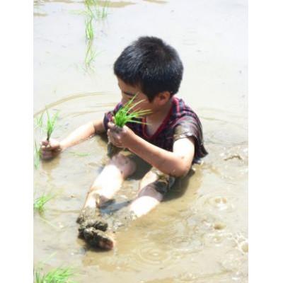 ふるさと納税 五泉市 令和6年産　新潟県五泉市四ヶ村産　無洗米食べ比べセット　コシヒカリ1kg　新之助1kg　計2kg |  | 02