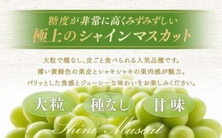 【種なし】岡山県産 シャインマスカット 計約1kg箱 2房入り マスカット ぶどう ブドウ 葡萄 フルーツ 種無し【2026年10月上旬-11月下旬発送予定】