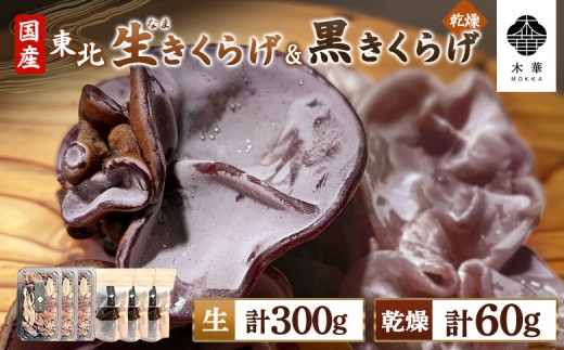 
                  《国産》【木華(もっか)】 生きくらげ300g(100g×3パック)&乾燥きくらげセット(黒)60g（20g×3袋） | 旬 2種 国産 生きくらげ 乾燥きくらげ 食物繊維 カルシウム ビタミンD ミネラル 低カロリー ヘルシー スーパーフード 美容 特産品 農薬不使用 食感 肉厚 プリプリ コリコリ ヒラヒラ シャキシャキ おつまみ CONCO お取り寄せ 宮城県 白石市 白石【580018】
                