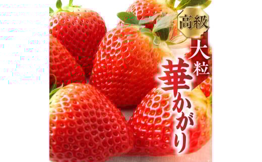 【年内発送】【先行予約】岐阜いちご「華かがり」 12個 12月中にお届け｜苺 イチゴ 果物 高級 フルーツ デザート くだもの いちご 大粒 果物 贈答 ギフト 化粧箱 産地直送 高級 [0815] [mt029] 11000円
