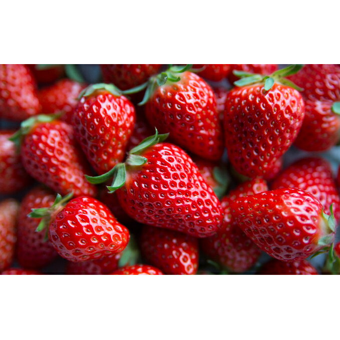 【ふるさと納税】いちご 2パック 川瀬農園 紅ほっぺ イチゴ 苺 果物 くだもの フルーツ 旬の果物 旬のフルーツ 季節の果物 季節のフルーツ 滋賀 滋賀県 米原市　お届け：2026年1月下旬より順次発送