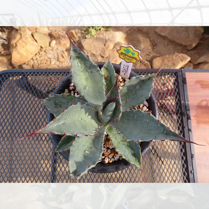 【 アガベ 】 多肉植物 ワコマヒー ガーデニング agave 数量限定 園芸 植物 アガベ 鹿嶋市
