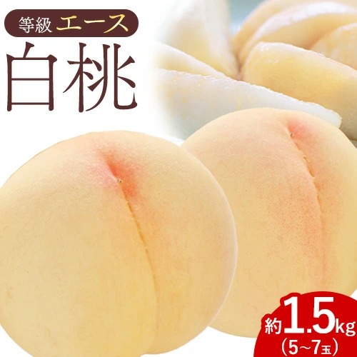 【先行予約】白桃 等級 エース 約1.5kg 5～7玉入り もも モモ 岡山 国産 フルーツ 果物 桃茂實苑《6月中旬-8月下旬頃出荷》岡山県 浅口市 フルーツ モモ 果物 青果 旬 白桃 国産 岡山県産【配送不可地域あり】