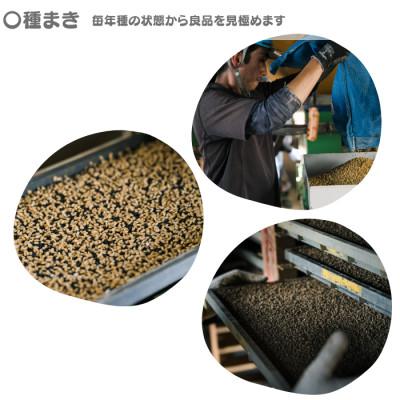 ふるさと納税 弥富市 愛知産弥富市産コシヒカリ10kg　2袋 |  | 01