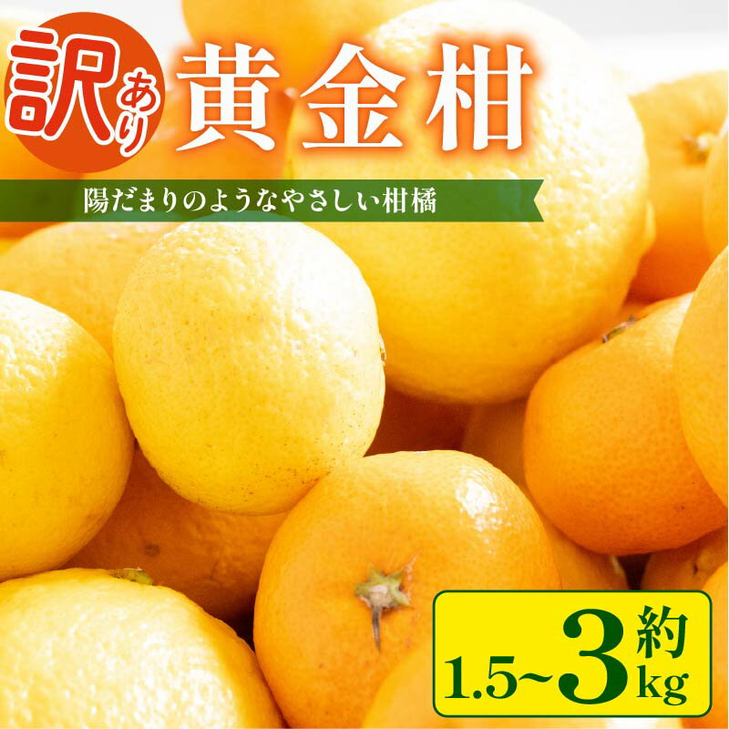 【ふるさと納税】 訳あり 黄金柑 1.5 ~ 3 kg 低農薬 無化学肥料 みかん ミカン おうごんかん フルーツ 果物 くだもの 柑橘 かんきつ ビタミンC 富士長株式会社 静岡県 牧之原市 わけあり ワケアリ ゴールデンオレンジ