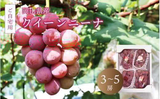 真庭市産 クイーンニーナ 2kg前後 / (2025年9月中旬以降発送予定) ご自宅用 ぶどう 産地直送 新鮮 岡山 真庭 赤ブドウ 真庭市 大粒 葡萄 果物 フルーツ クイーンニーナ 濃厚 人気 数量限定 ブドウ ジューシー 赤ぶどう【queennina02】