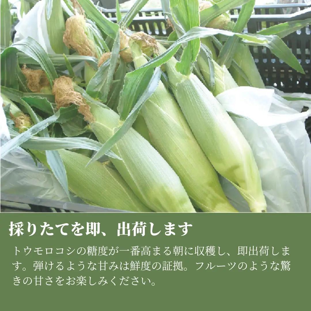 とうもろこし 朝採れ ゴールドラッシュ 10kg 約24本 7月下旬発送開始 |津南町 とうもろこし