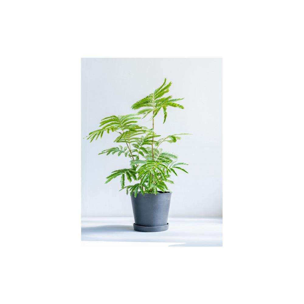 【ふるさと納税】エバーフレッシュ Sサイズ 鉢付き観葉植物 カラー選択可 | インテリア グリーン 癒し 室内装飾 ギフト｜人気 おすすめ 送料無料｜神奈川県 横浜市