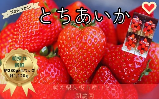 大粒とちあいか280g×4パック朝摘み新鮮｜いちご イチゴ 苺 フルーツ 果物 産地直送 とちあいか 矢板市産 栃木県産 関農園
