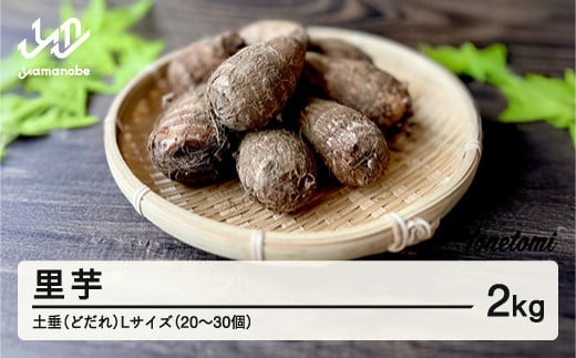 
            ≪先行予約≫ 2025年 山形県産 里芋 土垂(どだれ) Lサイズ 2kg（20~30個） 2025年11月上旬より順次発送 さといも いも 芋煮会 秋 野菜 F21A-417
          
