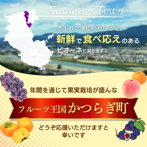 【甘さとみずみずしさが自慢】種なしピオーネ＜ぶどう約1.2kg＞【2025年8月下旬～9月中旬頃発送予定】【A-frks170】