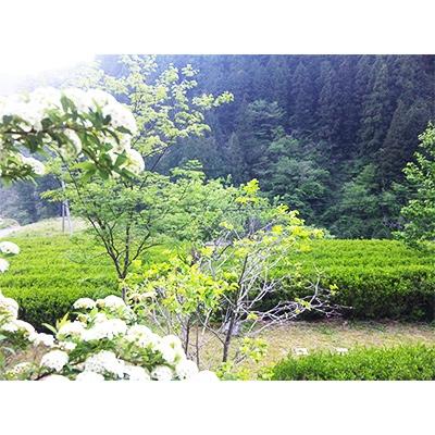 ふるさと納税 津野町 【高知県津野町】ハーブティーミックスセット(カモミール/レモンバーベナ/ローズ)各50g×3 |  | 03